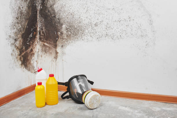Best Emergency Mold Removal  in Columbia Heights, MN