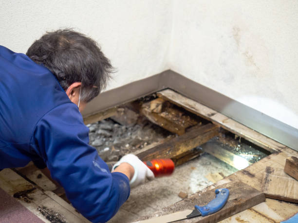 Best Best Mold Removal Companies  in Columbia Heights, MN