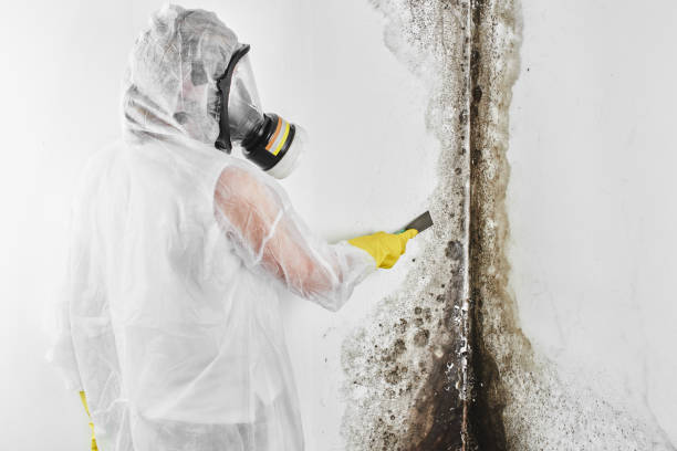 Best Mold Testing  in Columbia Heights, MN