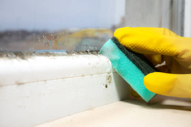 Best Mold Damage Repair  in Columbia Heights, MN
