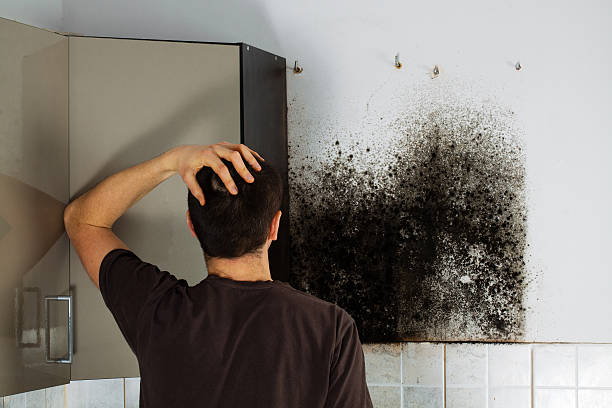 Best Local Mold Removal Service  in Columbia Heights, MN