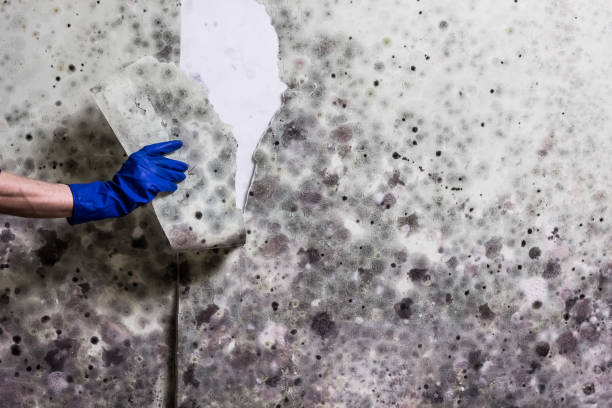 Best Toxic Mold Removal  in Columbia Heights, MN