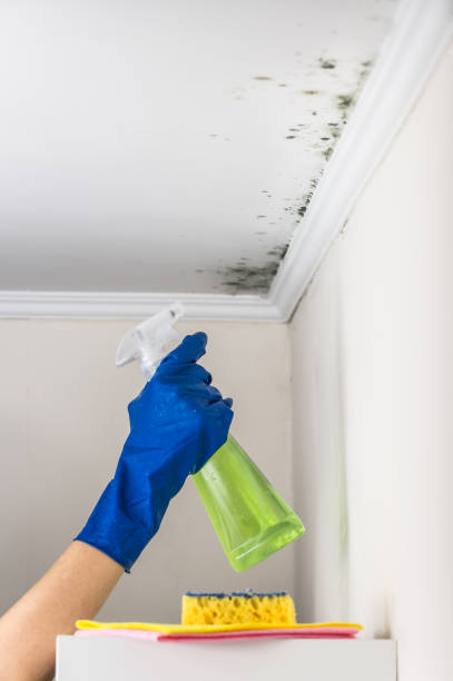 Mold Removal Process in Columbia Heights, MN