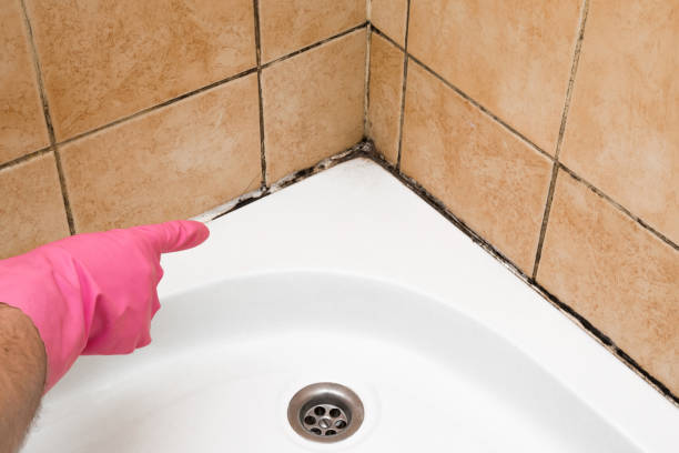 Best Mold Damage Repair  in Columbia Heights, MN